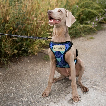 Személyre szabott kutyahám