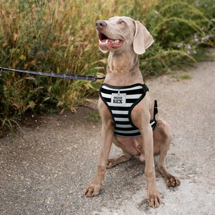 Személyre szabott kutyahám - Börtön